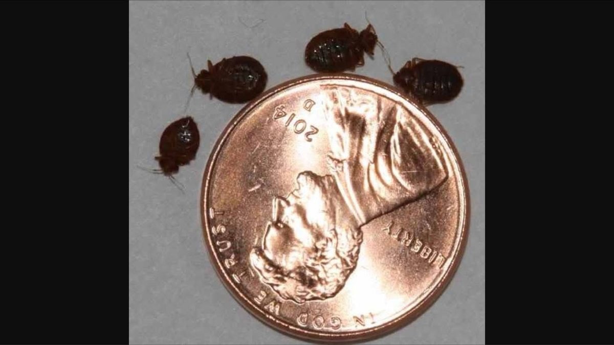 Bed bugs next to a penny showing their size