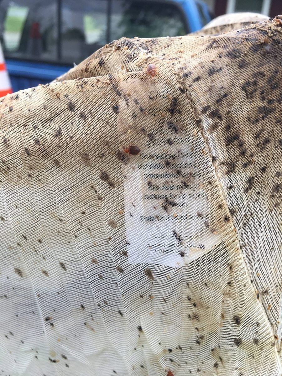 Heavy bed bug infestation on a mattress before treatment