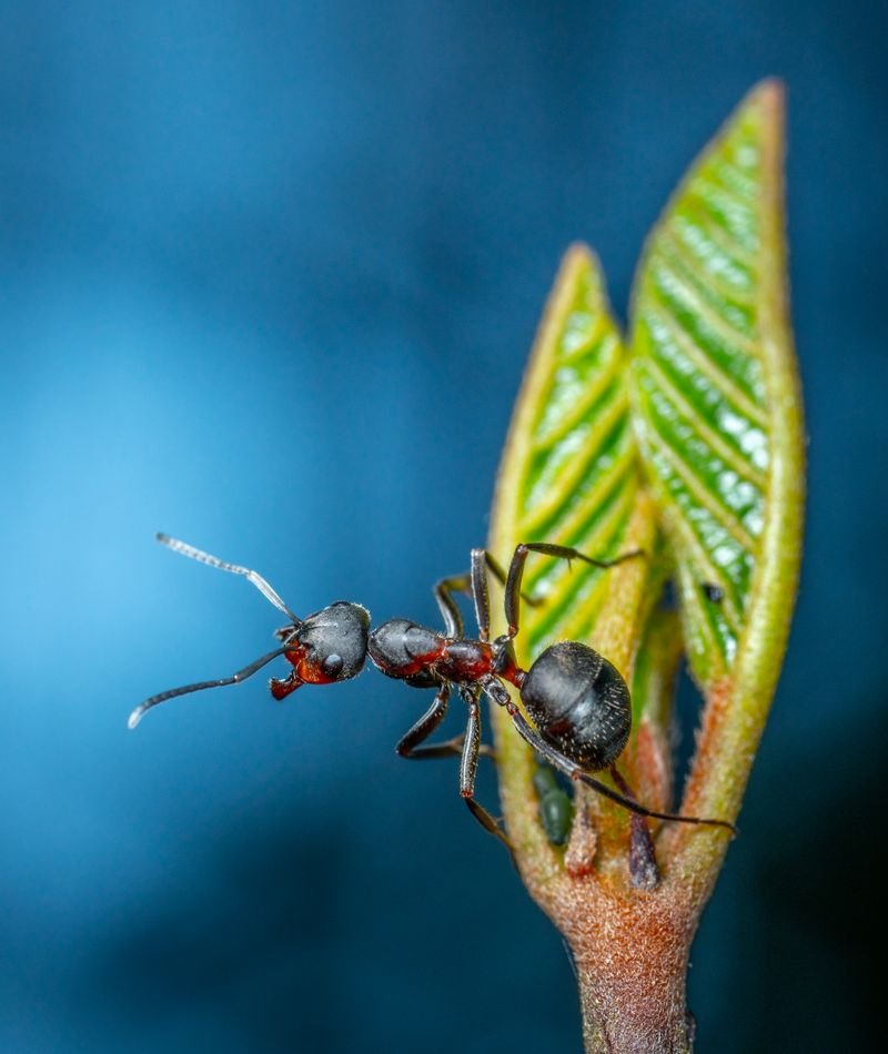 Ant close-up on a leaf