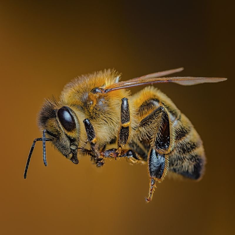Honeybee close-up