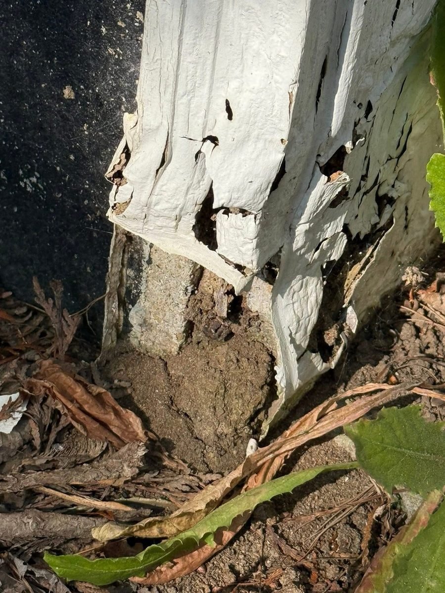 Exterior wood trim destroyed by termites